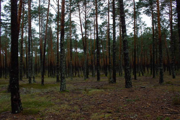 Soria forest full of pine trees full of moisture all over the trunk in autumn.