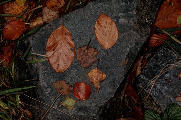 Wet Autumn Leaves Stuck To Stone.