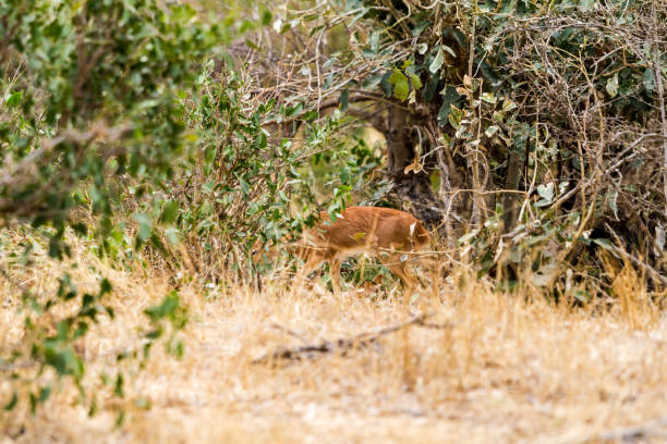 A little steenbok walking in Kruger National Park
