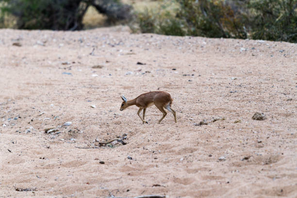 A little steenbok walking in Kruger National Park