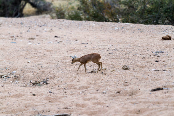 A little steenbok walking in Kruger National Park