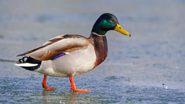 istock duck mallard duck on the lake 2178761725