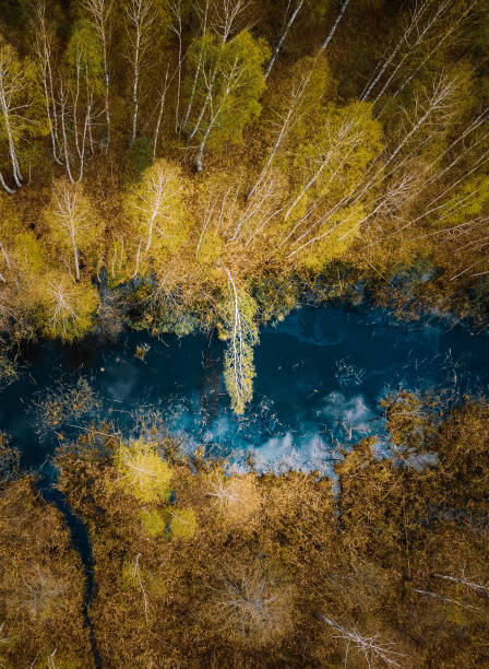 istock Spring Season. Aerial View. Young Birches Grow Among Small Marsh Bog Swamp. Deciduous Trees With Young Foliage Leaves In Landscape In Early Spring 2178762157