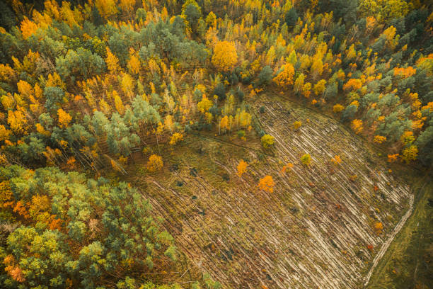 Aerial view of autumn yellow mixed deciduous and coniferous forest in deforestation area landscape. Top view of european nature from high attitude in autumn season. Drone view. Bird's eye view a logging zone cuts through forest