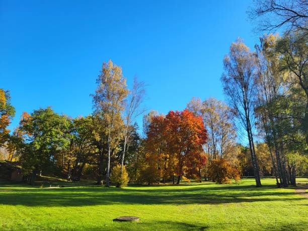 istock Bright yellow autumn colours in Latvia 2178764605