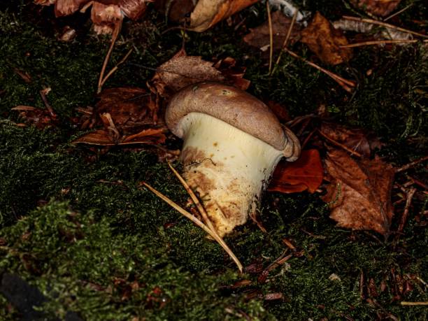 istock Chanterelle Mushroom Emerging From Ground. 2178765237