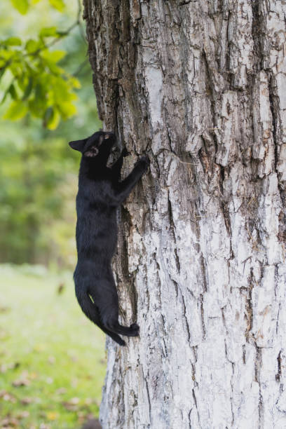 A sleek black cat climbs up the trunk of a large tree, showcasing its agility and curiosity in a natural outdoor environment. The texture of the tree bark contrasts with the smooth fur of the cat, while the green leaves and blurred background create a peaceful, nature-filled scene. This image is perfect for themes related to pets, exploration, adventure, and wildlife. The cats adventurous pose highlights its playful and instinctive behavior, making it ideal for creative projects centered around animals and the outdoors.