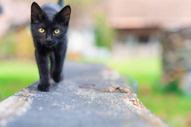 A sleek black cat walks confidently toward the camera, with its yellow eyes locked in focus. The blurred natural background enhances the sharp detail of the cat's fur and posture, creating a dynamic and engaging image. This photo is perfect for themes related to pets, animals, movement, and outdoor scenes. The focused gaze and walking motion add a sense of curiosity and determination, making this image versatile for use in a variety of creative projects