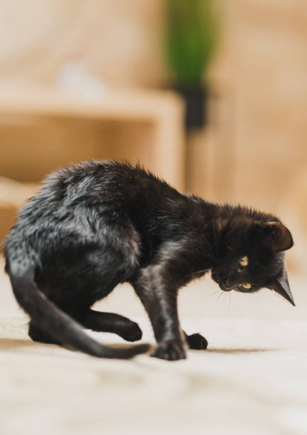 istock Playful Black Cat Indoors Engaged in Tail-Chasing Fun 2178765668