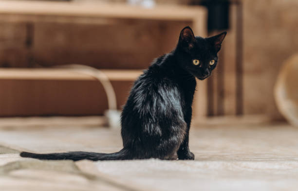istock Attentive Black Cat Sitting Indoors with Curious Expression 2178765687