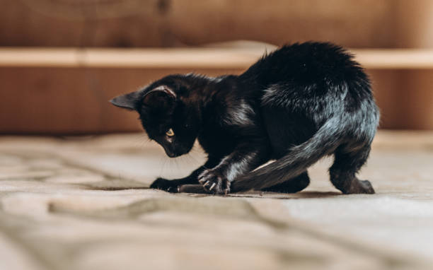 istock Playful Black Cat Indoors Engaged in Tail-Chasing Fun 2178765688