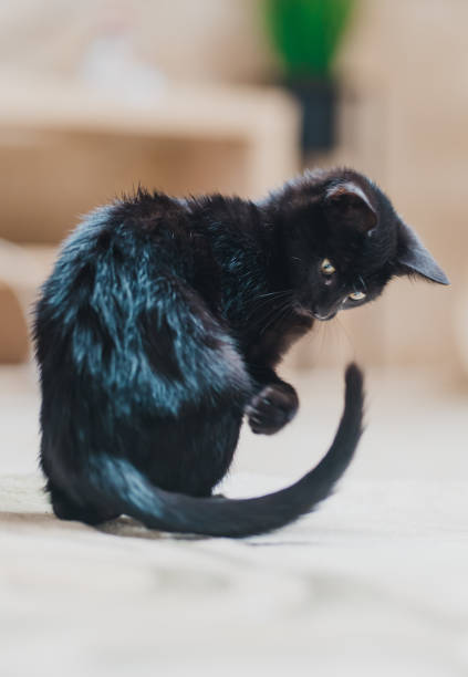 istock Playful Black Cat Indoors Engaged in Tail-Chasing Fun 2178765707