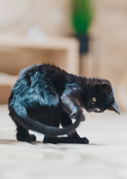 Playful Black Cat Indoors Engaged in Tail-Chasing Fun