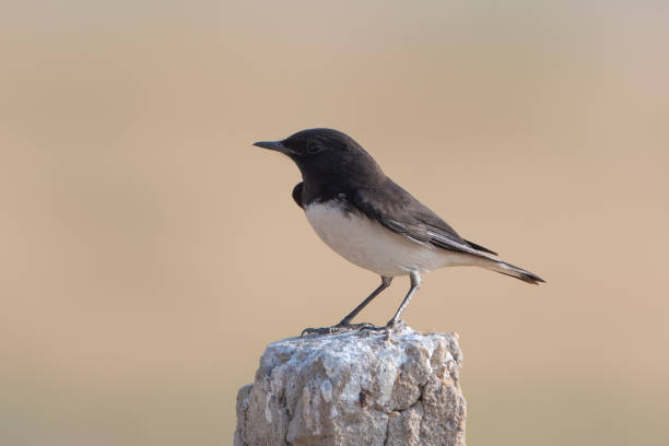 istock variable wheatear or Oenanthe picata at Desert National Park in Rajasthan, India 2178765767