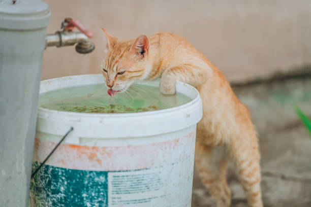 An orange tabby cat leans on a large white bucket, drinking water with its tongue. The cat's curious and relaxed posture, along with the outdoor setting, creates a natural and candid moment. This image is perfect for themes related to pets, hydration, outdoor life, and animal behavior. The soft lighting and focus on the cats interaction with its environment make this photo ideal for creative projects centered around animals, nature, and rural life.