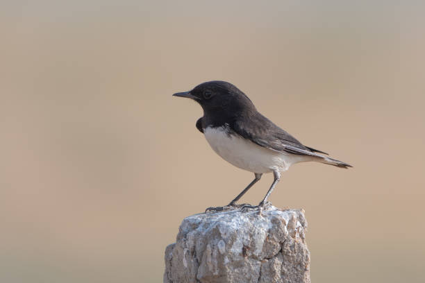 istock variable wheatear or Oenanthe picata at Desert National Park in Rajasthan, India 2178765771