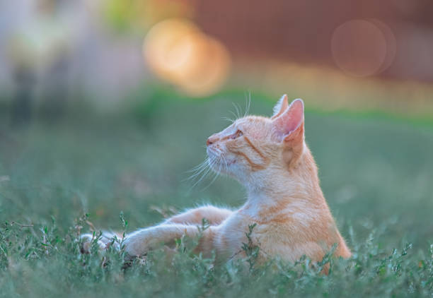 An orange tabby cat lies peacefully on the grass, gazing upwards with a calm and serene expression. The warm, natural lighting and soft bokeh effect in the background create a dreamy and tranquil outdoor scene. This image is perfect for themes related to pets, nature, relaxation, and peaceful moments. The delicate focus on the cat and the blurred background make this photo ideal for creative projects centered around animals, outdoor life, and harmony with nature.