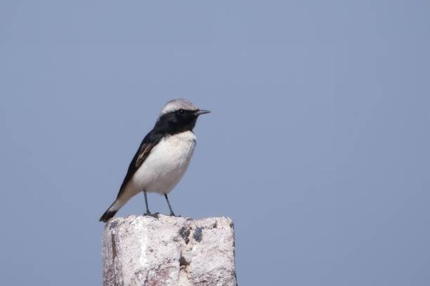 istock variable wheatear or Oenanthe picata at Jorbeer carcass dump in Rajasthan, India 2178765794