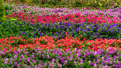 flower-beds-with-petunia-flowers-in-miracle-garden-in-dubai-united-arab-emirates.jpg?b=1&s=170x170&k=20&c=7fOCDuvf1RtJDWVRSxV6hXZQMqvi0rKV-MdwiWFrwmA=