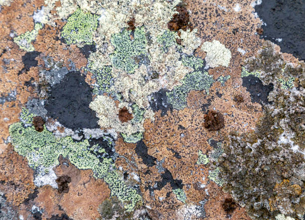 istock Colorful lichen on a rock 2178766732