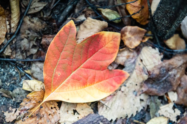 This is a photograph of a fallen Sasafras leaf that has turned colors for the season and is lying on the ground on an October day in New York.