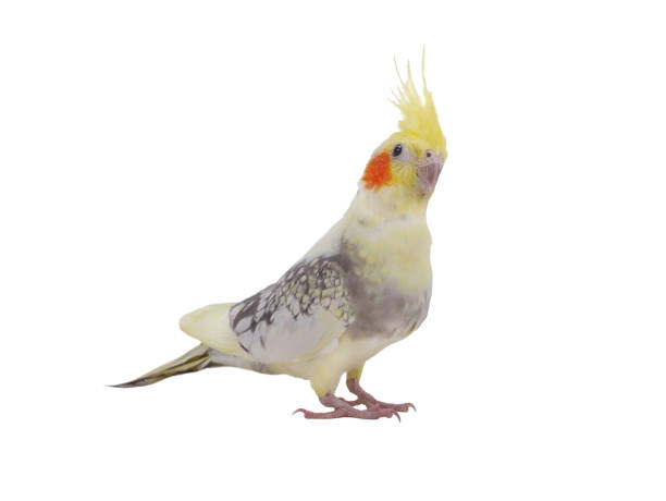 istock cockatiel  parrot isolated on a white background 2178767044