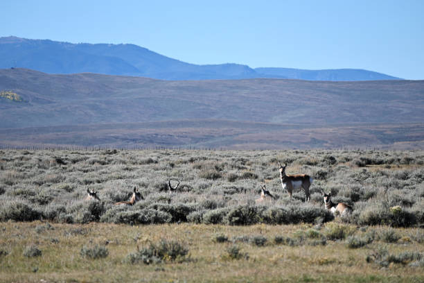 istock Pronghorns on the Prairie 2178767787