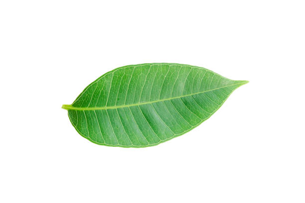 Green leaves isolated on white with clipping path