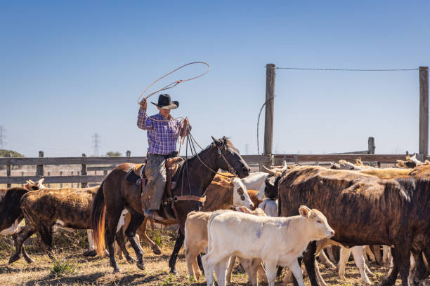 Cowboy riding a horse and steer roping in rodeo arena in Utah, USA.