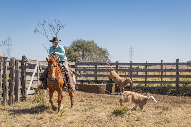 Yoakum, Texas, United States. March 15, 2022. Cowboy roping calves during spring round up on a Texas ranch.