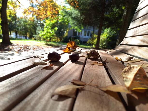 beautiful autumn in Vilnius