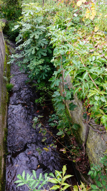 istock Serene Waterway Surrounded by Lush Greenery in a Tranquil Natural Setting 2178770069