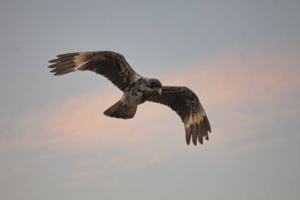 A Chimango Caracara, Milvago chimango, of the southern temucoensis subspeces, in flight against an evening sky in Torres del Paine National Park,  Patagonia, Chile. (Note that caracara systematics are unsettled and different authorities list the scientific binomial differently).