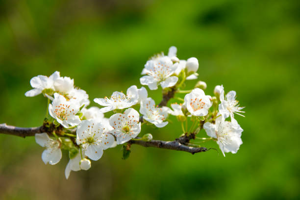 istock white flowers of fruit trees blooming in spring 2178772274