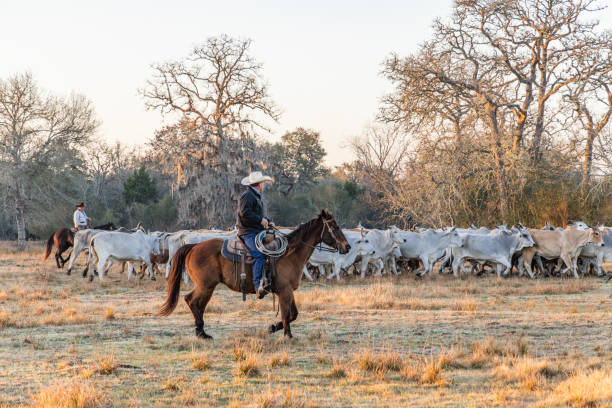 Yoakum, Texas, United States. March 16, 2022. Cowboys on horses rounding up American Brahman cattle on a Texas ranch.