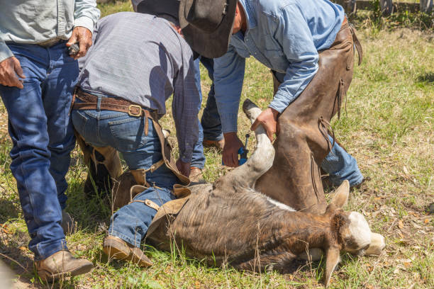 Yoakum, Texas, United States. March 16, 2022. Cowboys working with calves during spring round up on a Texas ranch.