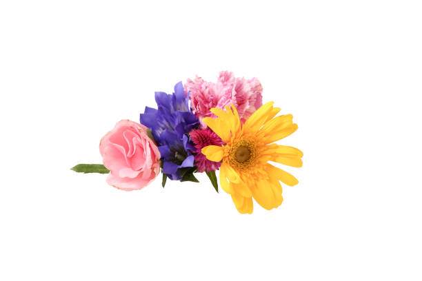 Ⅴarious kind of flowers isolated on a white background.