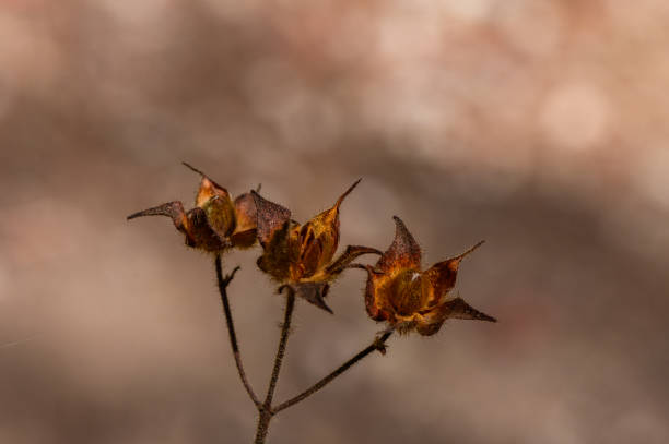 Three dried seed pods are perched at the top of a slender stem, with a warm, softly blurred background creating an atmospheric effect during dusk.