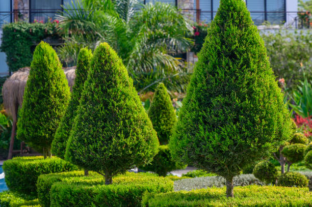 istock Pristine green topiary trees arranged artistically in a landscaped garden setting on a sunny day 2178774930