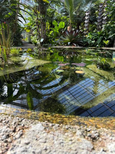istock Reflective water at a botanical garden 2178775620