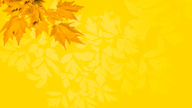 Autumn Maple Leaves on Yellow Gold Background with Copy Space