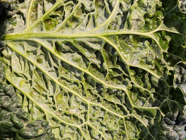 istock Close up of a green leaf of a savoy cabbage (Brassica oleracea) 2178779217