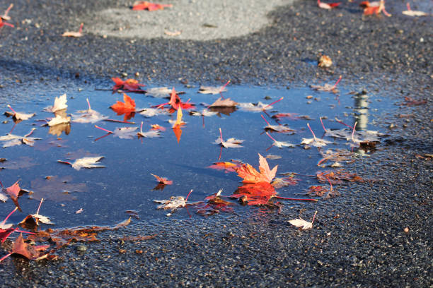 istock A water puddle with fallen autumn leafs in it 2178779482