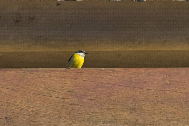 bird known as Bananaquit (Coereba flaveola), perched alone under an asbestos-shingled roof - POA, SAO PAULO,  BRAZIL.