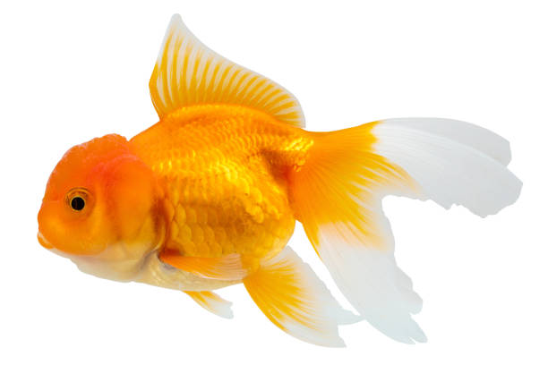 istock Oranda goldfish isolated on white background close up 2178786715