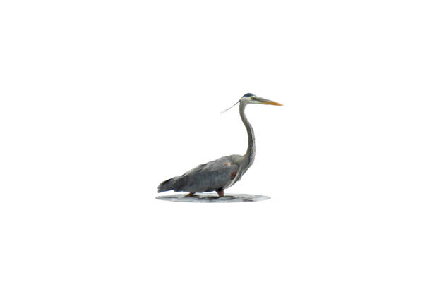 istock Great Blue Heron (Ardea herodias) North American Wading Bird Isolated on White Background 2178786853