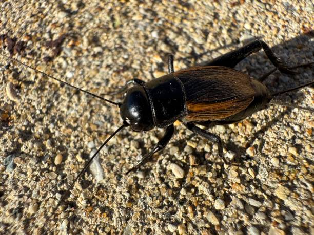 istock Genus gryllus commonly known as a field cricket 2178788846