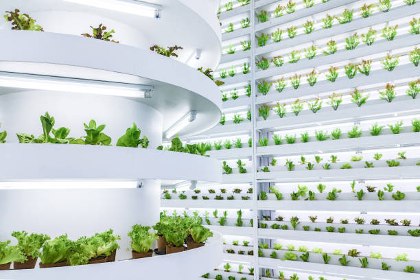 istock Indoor vertical farm with multiple layers of hydroponic plants under LED lights. Modern agricultural technology for urban farming and sustainable food production. 2178788968