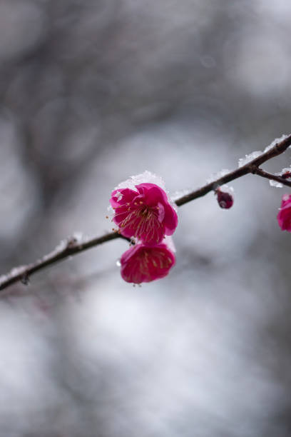 A close-up photograph of delicate plum blossoms covered with a light layer of snow. The vibrant pink petals contrast beautifully against the soft, blurred background, capturing the fragile beauty of nature in the cold season. The image reflects the transition between winter and spring, symbolizing renewal and resilience in Japanese culture.