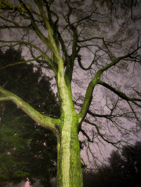 istock Trees at night, Edinburgh, Scotland, UK 2178790501